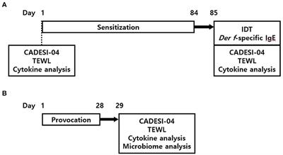 Establishing an experimental model for canine atopic dermatitis through epicutaneous application of Dermatophagoides farinae